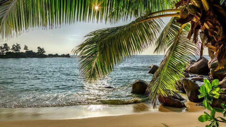 Baga Beach Palms Zewnętrze zdjęcie